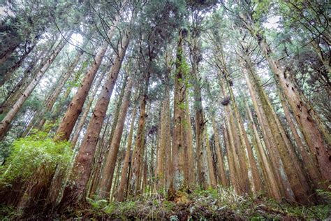 木行業|國際木材大漲與進口替代需求──後疫情時代的「國產。